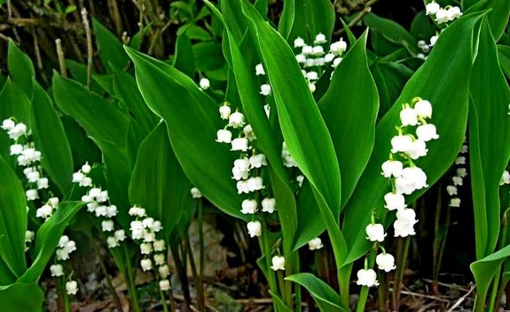 Коли цвітуть конвалії? Конвалія: опис, загадки про конвалія для дітей
