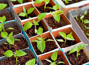 Коли садити перець на розсаду?