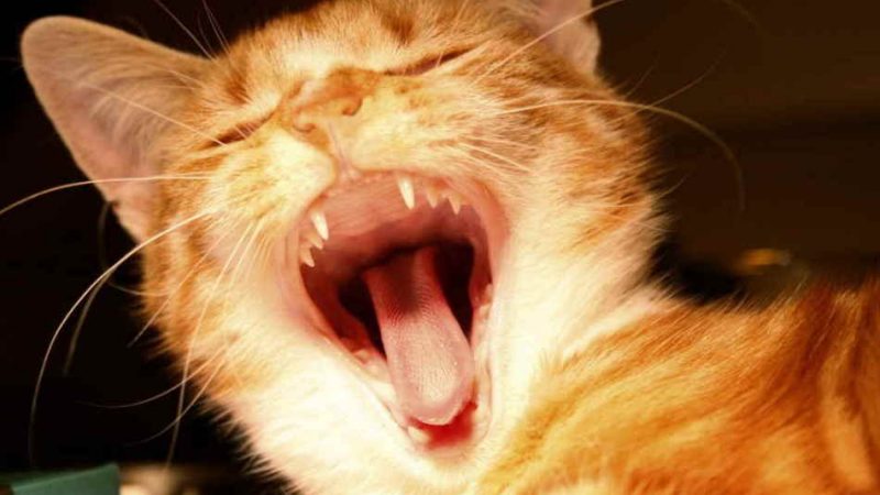 Коли у кошенят змінюються постійні зуби, в якому віці? Випадають зуби у висловухих кошенят? У кошеняти змінюються зуби: симптоми