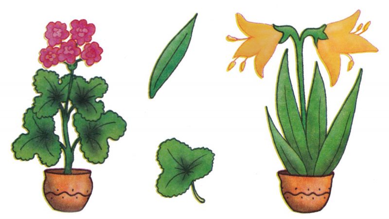 Конспект ігрового заняття «Кімнатні рослини»