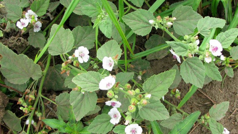 Корінь алтея: лікувальні властивості і протипоказання. Сироп алтея: інструкція щодо застосування при вагітності та дітям