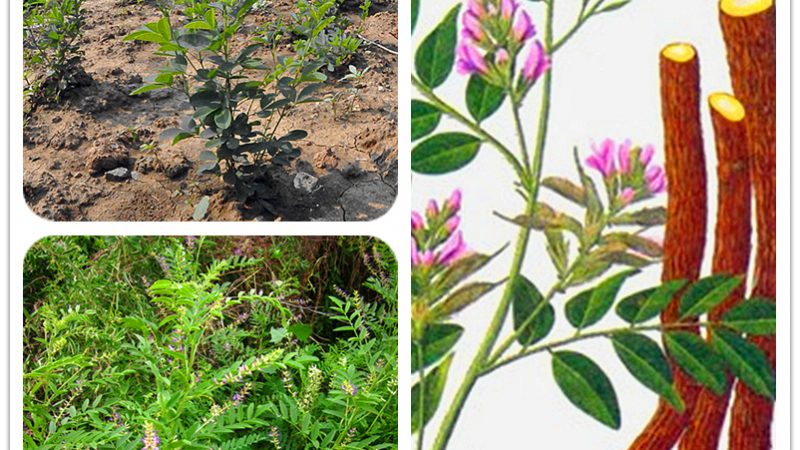 Корінь солодки лікувальні властивості і протипоказання. Сироп солодки — інструкція із застосування і дозування від кашлю дорослим, дітям, при вагітності