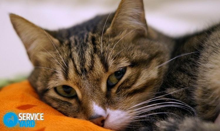 Кошка гадит на кровать — что делать?