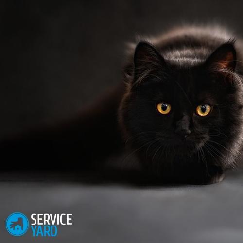 Кот белый с черными пятнами