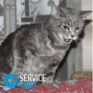 Кот дерет диван — что делать?