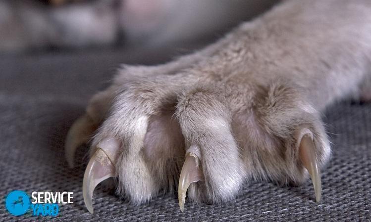 Кот дерет диван — что делать?