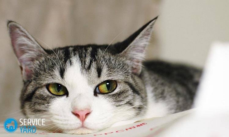 Кот дерет диван — что делать?