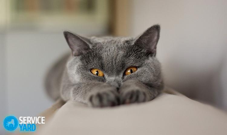 Кот поцарапал кожаный диван — что делать?