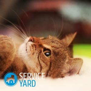 Кот пометил диван — как избавиться от запаха?