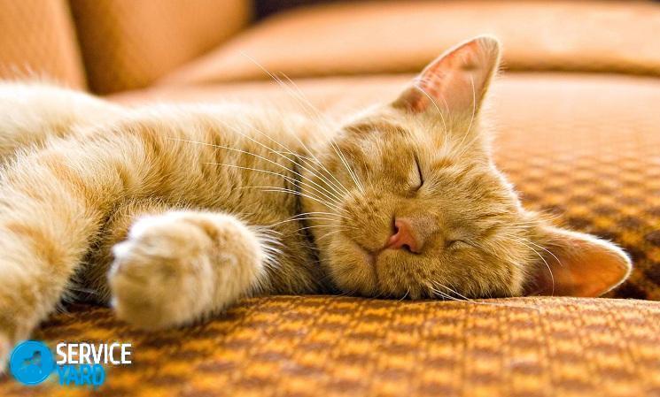 Кот пометил диван — как избавиться от запаха?