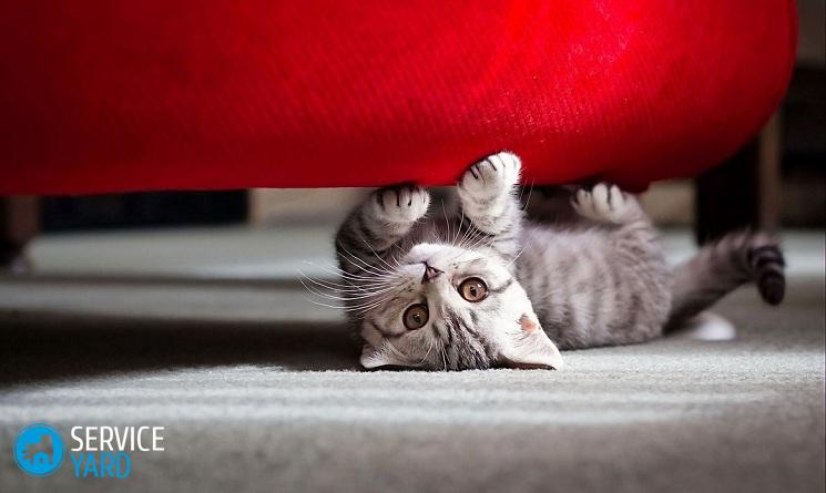 Кот пометил диван — как избавиться от запаха?