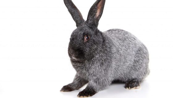 Кролики Полтавське Срібло: опис, характеристика