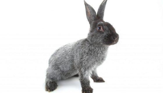 Кролики Полтавське Срібло: опис, характеристика