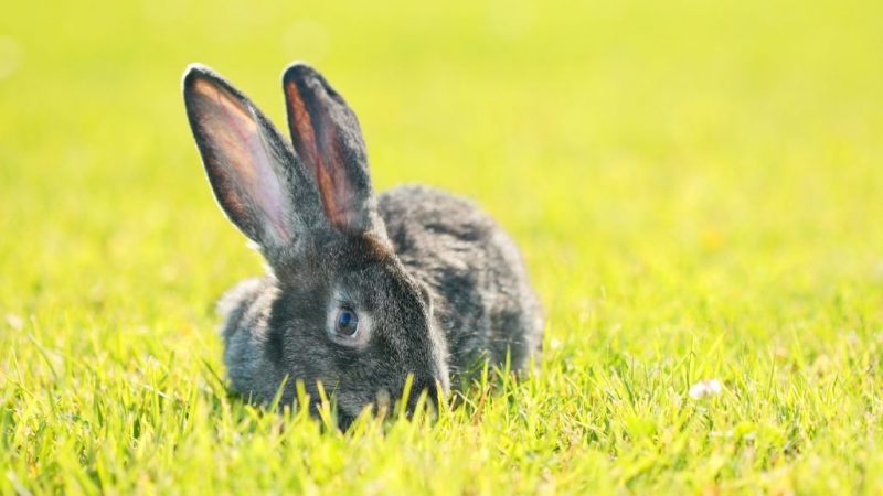 Кролики породи Різен: опис, характеристика