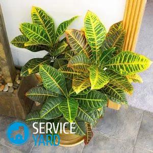 Кротон — уход в домашних условиях