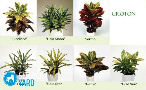 Кротон — уход в домашних условиях