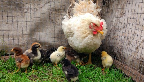 Курчата в перші дні життя: зміст, температура, догляд