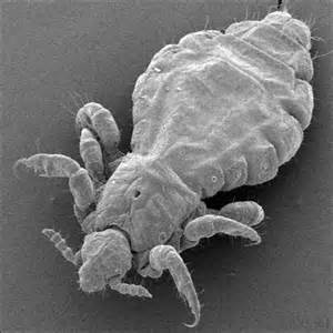 Куриные вши — как избавиться?