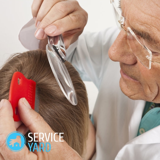 Куриные вши — как избавиться?