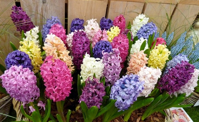 Квіти гіацинти: посадка і догляд у відкритому грунті і в горщику в кімнатних умовах. Як доглядати за гіацинтом після цвітіння саду і в домашніх умовах?