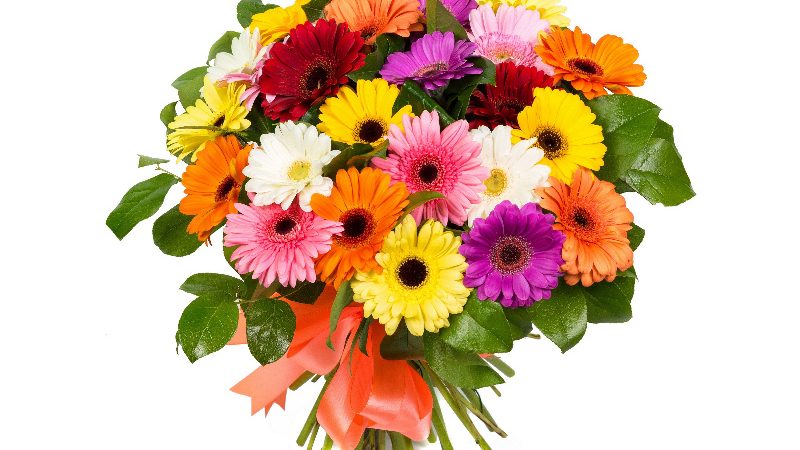 Квіти гербери: букет з трояндами, хризантемами. Як зробити гарний весільний букет з білих гербер, гербер і хризантем?