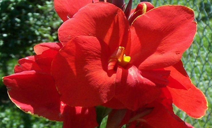 Квіти канни: вирощування і догляд в саду бульбами і з насіння. Як купити насіння квітів каннів на Алиэкспресс: католог, ціна, фото