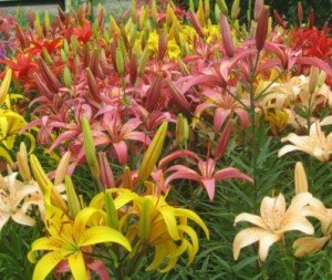 Квіти лілії: сорти, види та гібриди в саду.