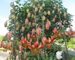 Квіти лілії: сорти, види та гібриди в саду.