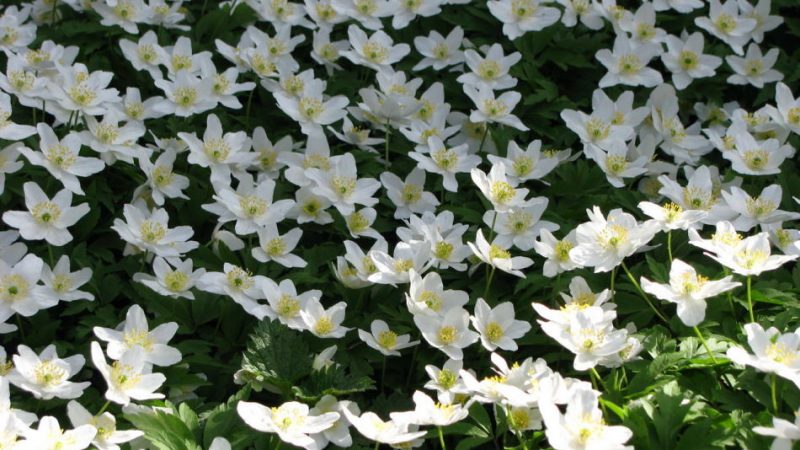 Квітка анемона: види, корисні і лікувальні властивості, протипоказання, застосування в медицині. Настоянка вітрогонки та її застосування: рецепти