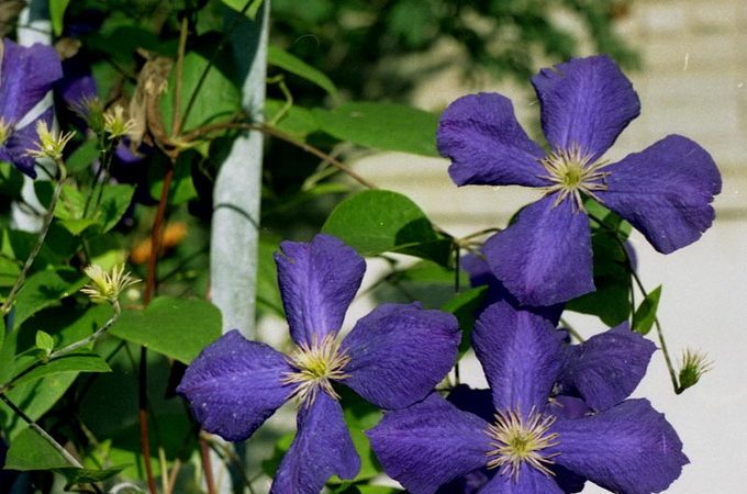 Квітка клематис: види, опис сортів, фото