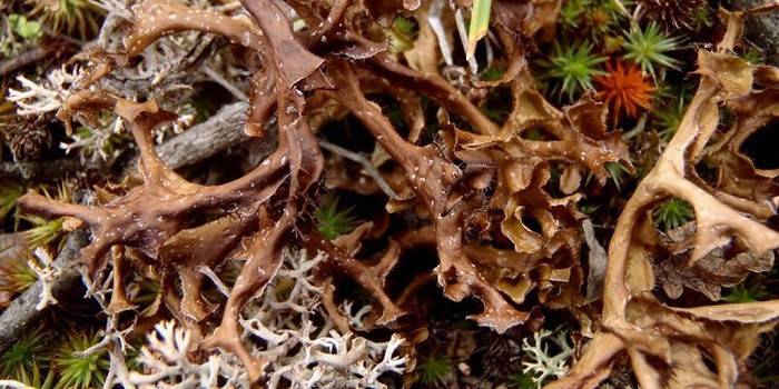 Лікувальні властивості ісландського моху — рецепти народної медицини для лікування дітей і дорослих