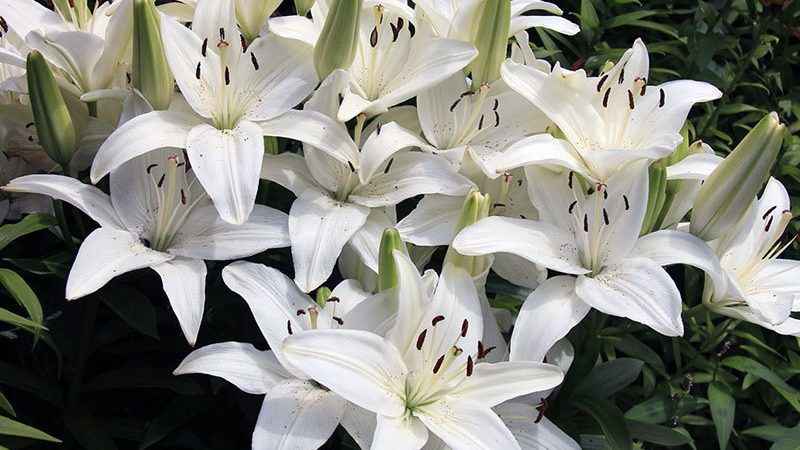 Лілії: посадка і догляд у відкритому грунті і в теплиці на продаж. Вигонка лілій до 8 березня у теплиці на продаж