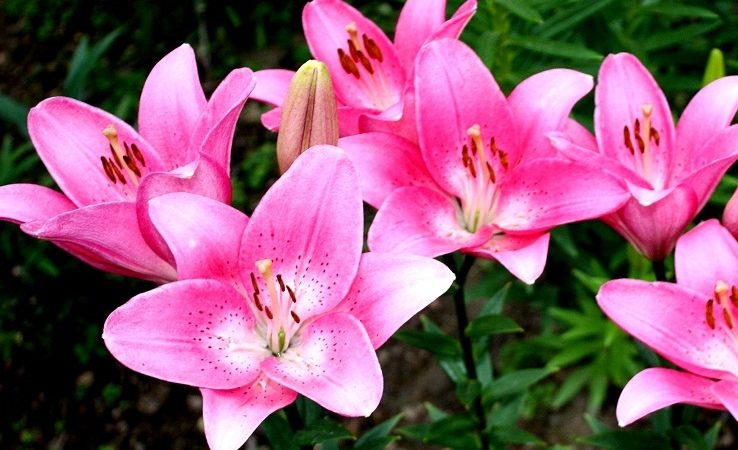 Лілії відцвіли — що робити далі: пересадження лілій. Коли і як правильно робити пересадження лілій: правила