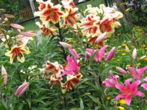 Лілії в саду, культивування, посадка та догляд