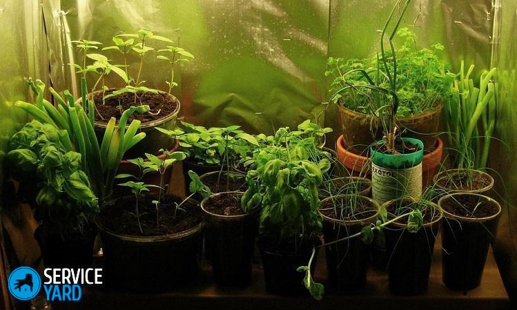 Лампы для выращивания растений в домашних условиях