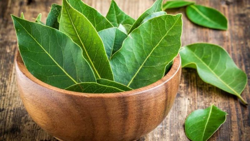 Лавровий лист для суглобів: рецепт настоянки, мазі, відвару