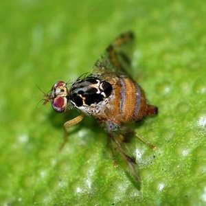 Личинка мухи пчеловидки ? как избавиться, отчего погибают