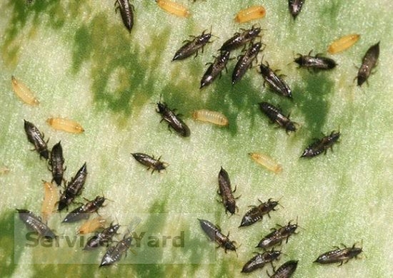 Личинка мухи пчеловидки ? как избавиться, отчего погибают