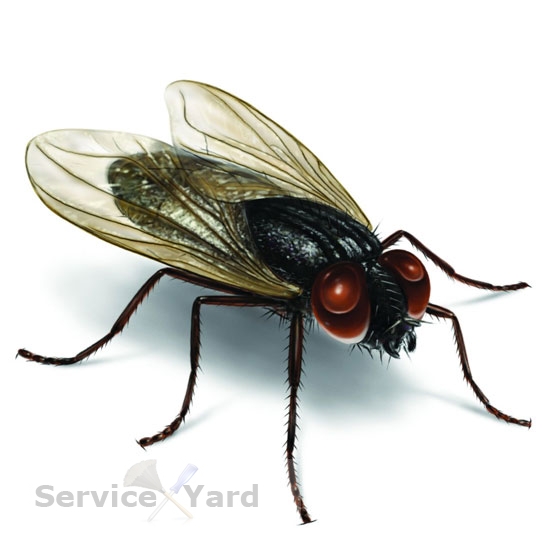 Личинка мухи пчеловидки ? как избавиться, отчего погибают