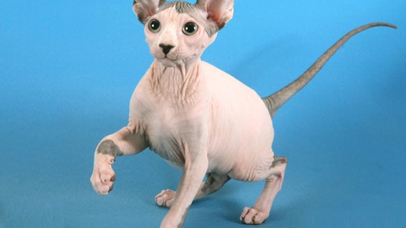 Лисі кішки — канадський і донський сфінкс: опис породи, відмінності, окраси, догляд. Чим годувати лисих кішок сфінксів, як містити: рекомендації