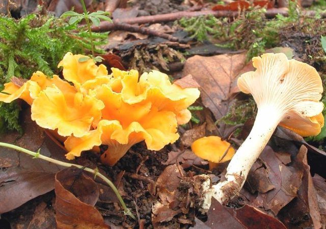 Лисички сушені: користь і шкоду для здоров’я, як приймати у лікарських цілях