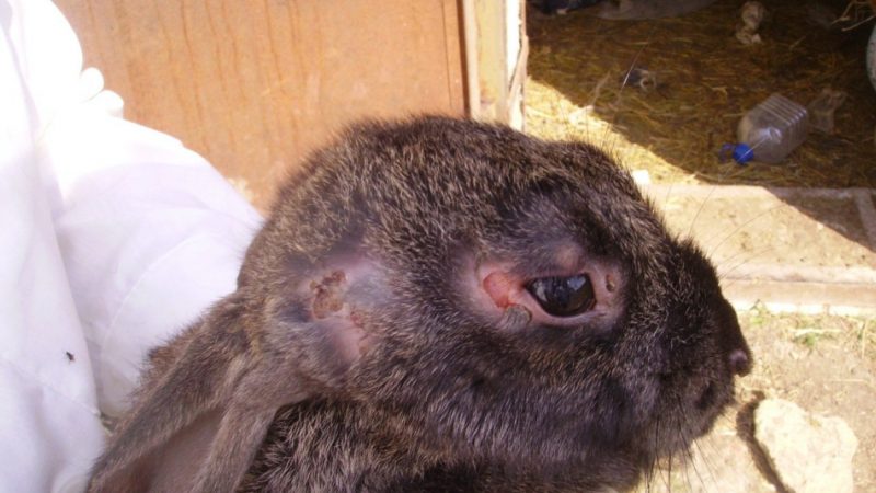 Міксоматоз у кроликів: як виявляється, чим лікувати? Міксоматоз у кроликів: чи можна їсти м'ясо?