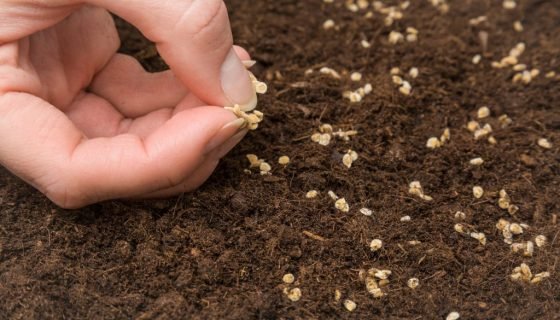 Місячний календар посіву на розсаду помідорів