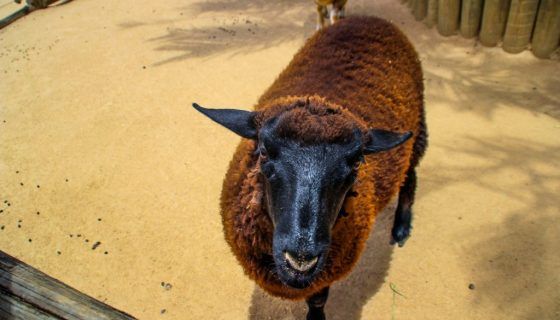 М’ясні породи овець і баранів: які бувають, опис