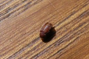 Маленькие коричневые жучки в квартире: как от них избавиться