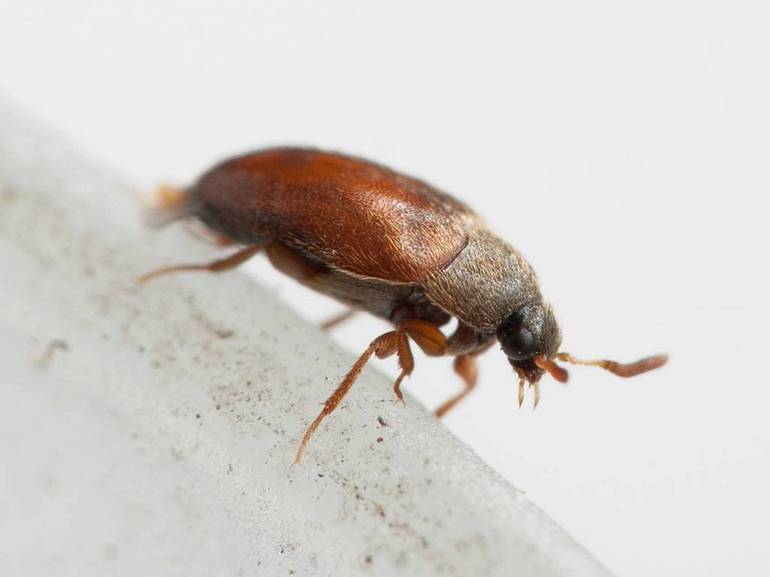 Маленькие коричневые жучки в квартире: как от них избавиться