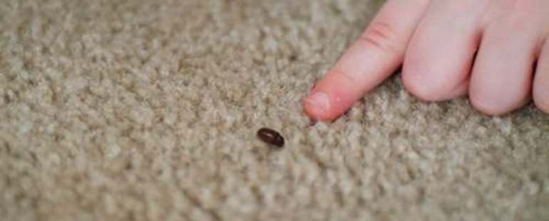 Маленькие коричневые жучки в квартире: как от них избавиться