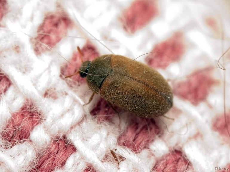 Маленькие коричневые жучки в квартире: как от них избавиться