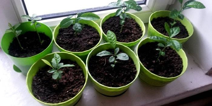 Мандаринове дерево — як правильно доглядати в домашніх умовах, грунт і добрива