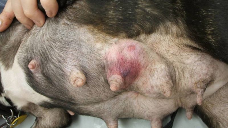 Мастит у собаки: причини, види, лікування, профілактика